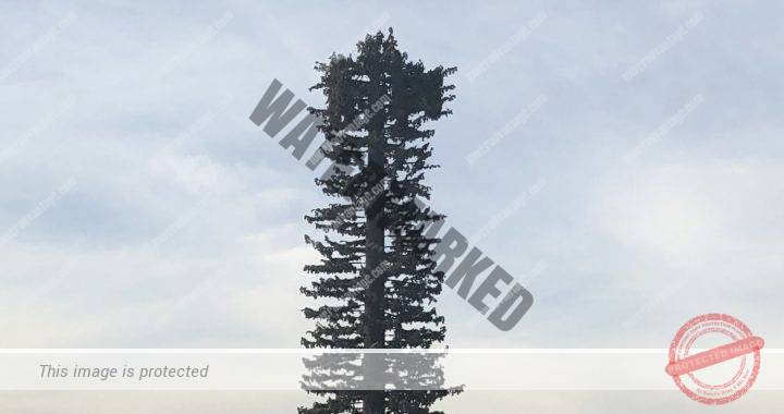 Types of Cell Towers - Pine Tree2