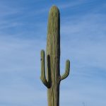 Types of Cell Towers - Cactus